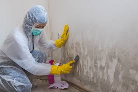 Professional Mold Removal in Hillsboro, TX